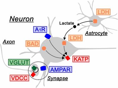 Electrical Control in Neurons by the Ketogenic Diet